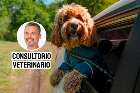 Cómo planificar un viaje seguro y feliz con tu mascota