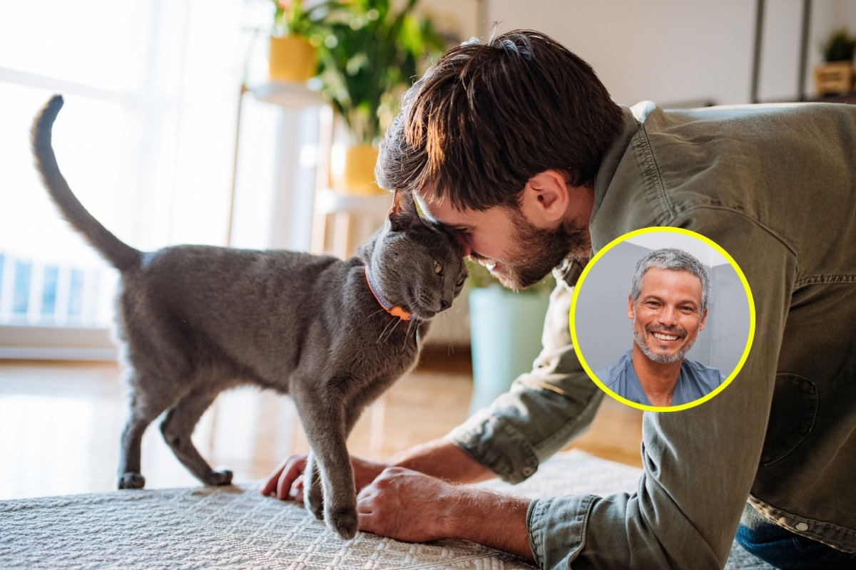 El gato es un animal independiente, pero también necesita mucho amor y cuidados. Foto: Istock.