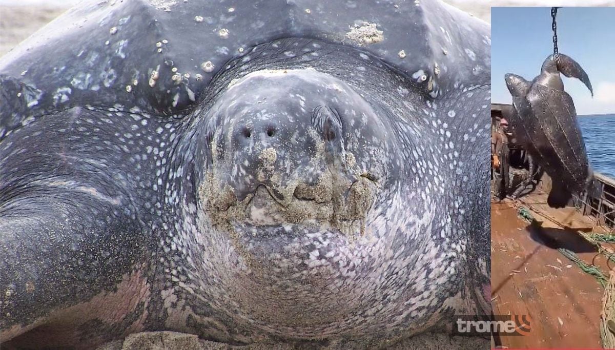 La historia de una tortuga marina torturada antes de ser liberada por pescadores. Una narración sobre un video viral de TikTok.