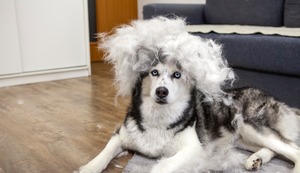 ¿En qué consiste la muda de pelo en el perro?