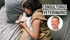 ¿Es bueno dormir con tu mascota en la misma cama? Esto dice Pancho Cavero