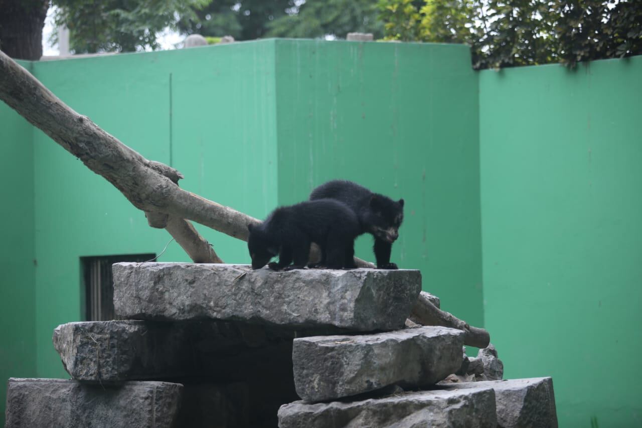 Osos de anteojos son sensación en el Parque de las Leyendas (San Miguel).