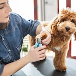 ¿Las uñas largas lastiman a los perros?