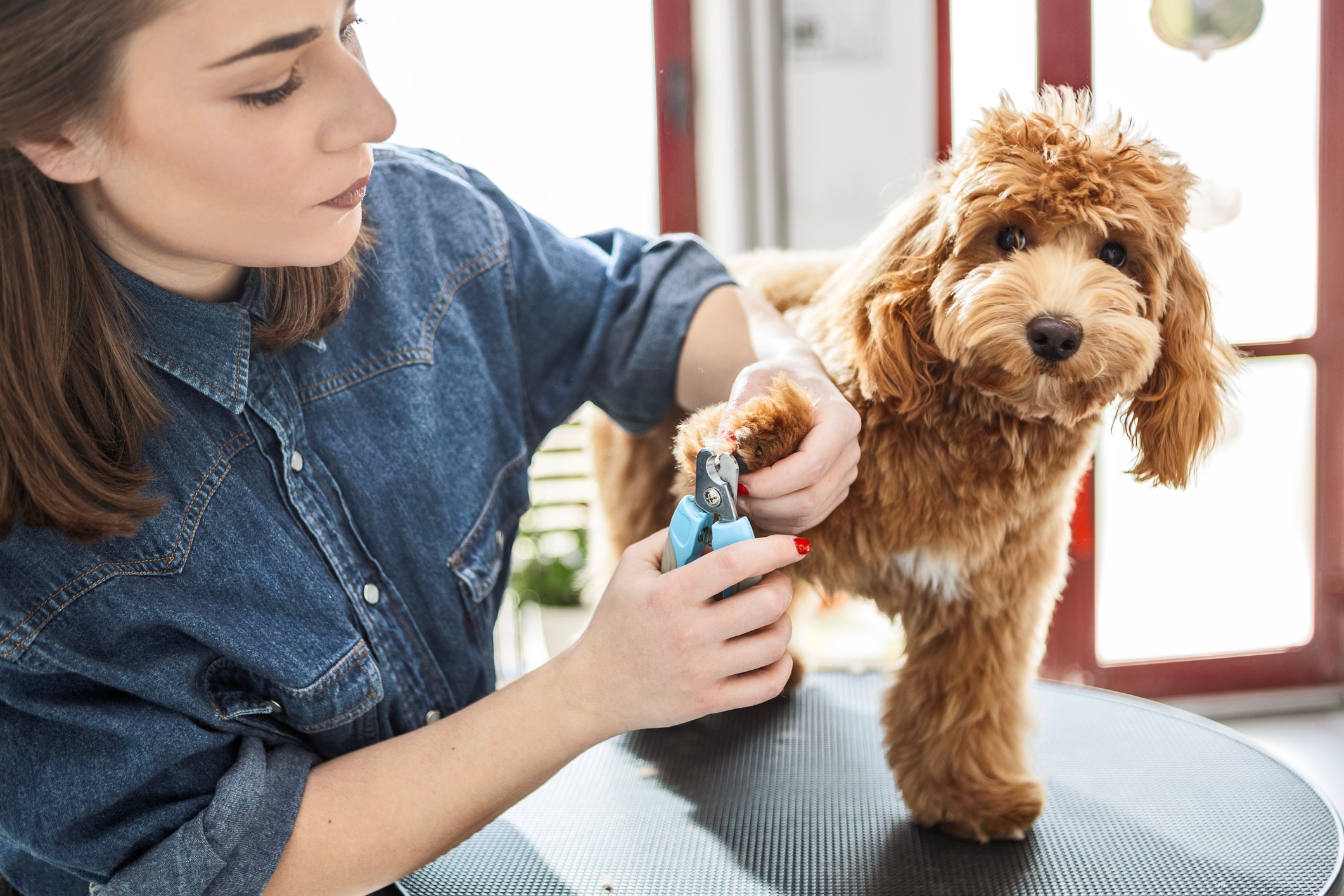 Se recomienda cortar las uñas cada tres o cuatro semanas. Si no tienes experiencia, es mejor acudir al veterinario, ya que un mal corte puede provocar sangrado o uñas encarnadas. Foto: Istock