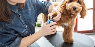 Se recomienda cortar las uñas cada tres o cuatro semanas. Si no tienes experiencia, es mejor acudir al veterinario, ya que un mal corte puede provocar sangrado o uñas encarnadas. Foto: Istock