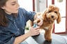 ¿Las uñas largas lastiman a los perros?