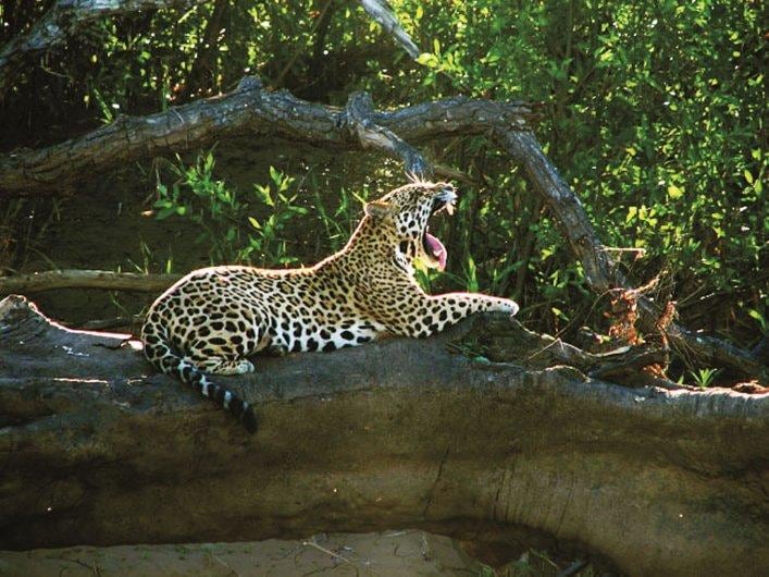 El jaguar es una especie protegida que vive dentro del Parque Nacional del Manu. (Foto: Sernanp)