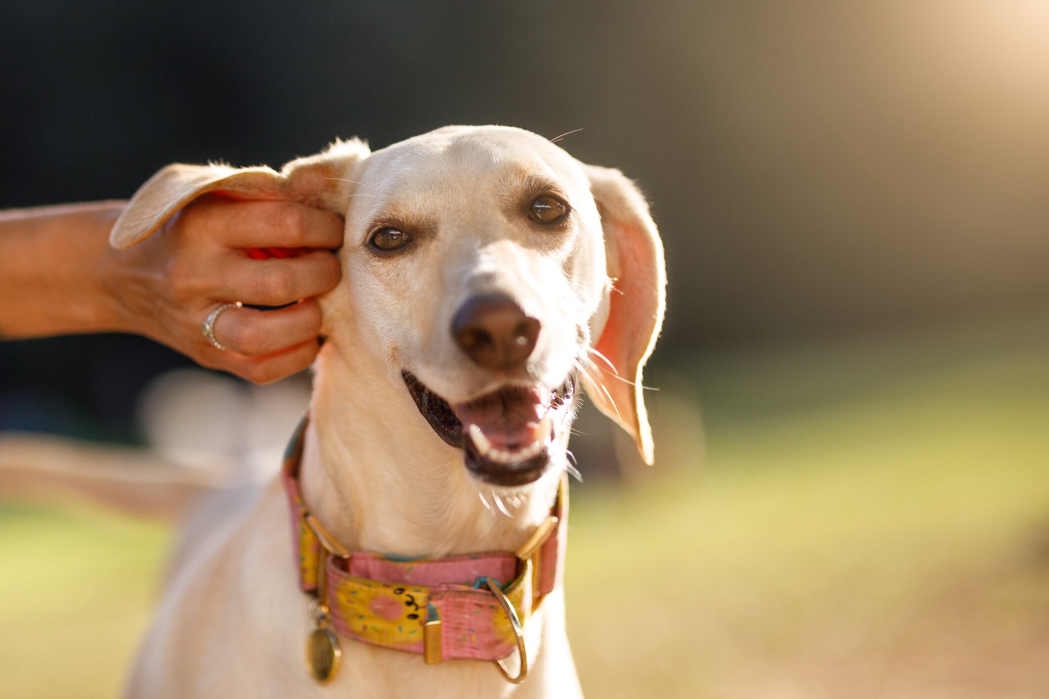 Perro rascándose la oreja, claro síntoma de otitis. Foto: composición/Istock
