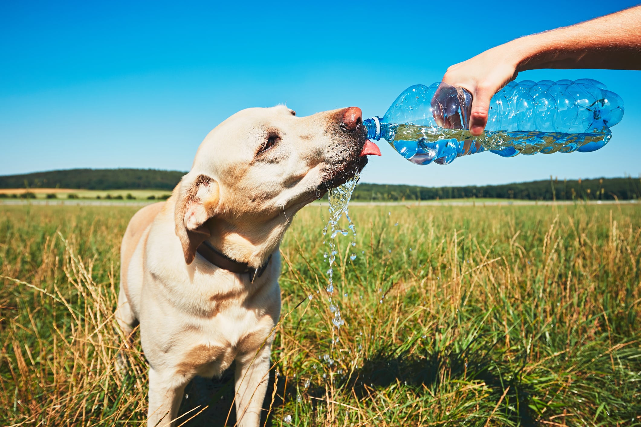 Signos como jadeo excesivo, encías rojas o dificultad para caminar indican que tu perro podría estar sufriendo un golpe de calor. Estate atento y actúa rápido para protegerlo. Foto: Istock