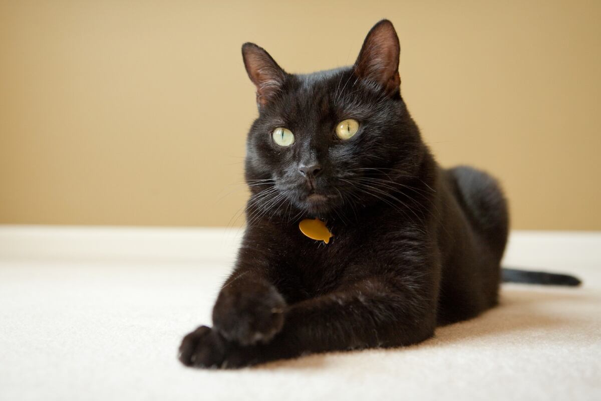 Prejuicios en torno al gato negro. Foto: Istock.
