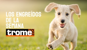Los engreídos Trome de la semana llegan para alegrarte el día