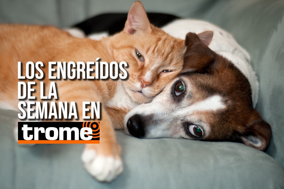 Conoce a las mascotitas de nuestros lectores y anímate a que la tuya también sea parte de esta galería. Foto: Istock.