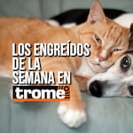 ¡Pura ternura y engreimiento! Estas son las mascotas de la semana que te robarán el corazón