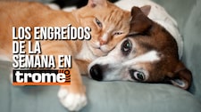 ¡Pura ternura y engreimiento! Estas son las mascotas de la semana que te robarán el corazón
