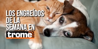 Conoce a las mascotitas de nuestros lectores y anímate a que la tuya también sea parte de esta galería. Foto: Istock.