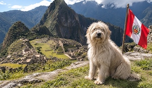 Chaku cusqueño: conoce al perrito reconocido como raza originaria del Perú