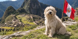 Rodríguez, que también impulsó el reconocimiento del perro pastor Chiribaya, contó en exclusiva que investiga al Sunca, una posible nueva raza canina peruana.