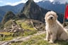 Chaku cusqueño: conoce al perrito reconocido como raza originaria del Perú