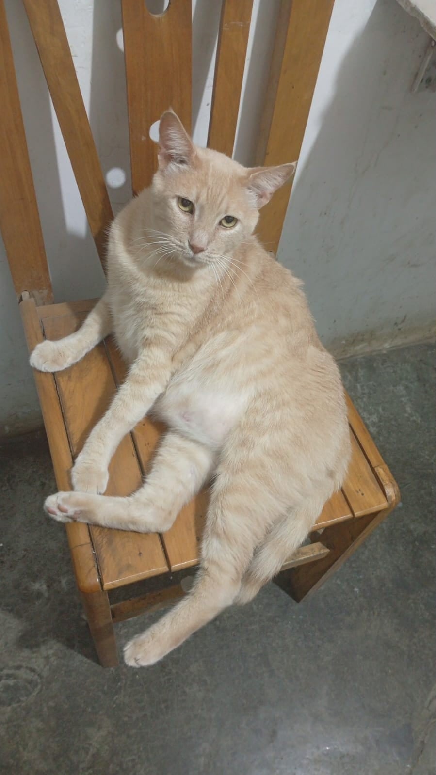 VAINILLA.