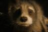 La historia de ‘Oreo’: el mapache que dio vida a Rocket Raccoon en Guardianes de la Galaxia