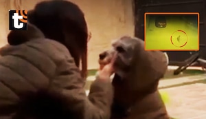 ¡Indignación en Piura! Policía es acusado de matar de un disparo a perro tras orinar cerca de su puerta