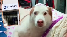Villa El Salvador: Denuncian que dejaron perrita en veterinaria para que la esterilicen y se las entregaron muerta