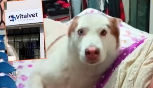 Villa El Salvador: Denuncian que dejaron perrita en veterinaria para que la esterilicen y se las entregaron muerta