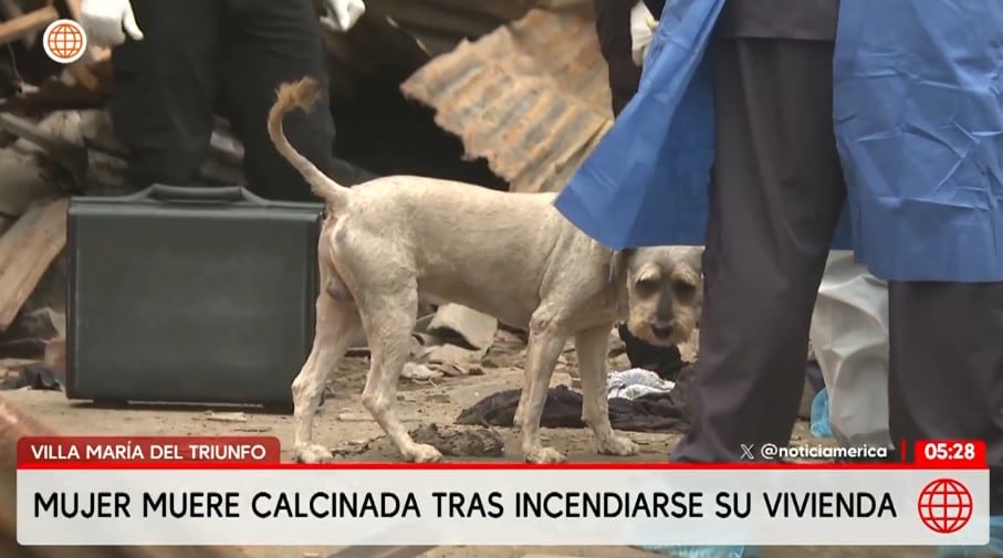 Mascota de la víctima logró sobrevivir.