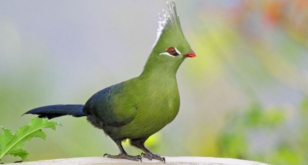 Mide aproximadamente 45 cm de longitud y su peso oscila entre 260 y 380 gramos.