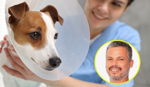 ¿Por qué esterilizar a tu mascota? Un especialista lo explica