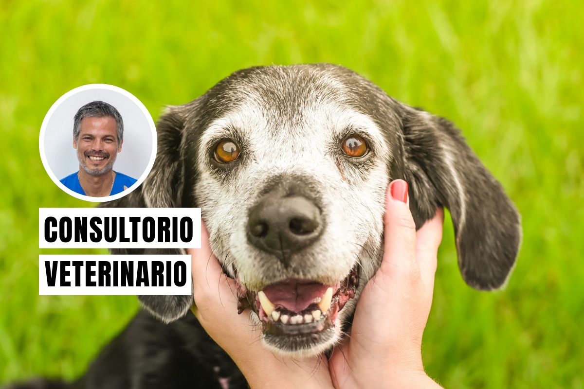 Un perro entra en su etapa senior o de vejez entre los 6 y 10 años. Foto. Istock
