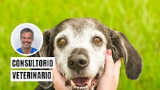 ¿Tu mascota está envejeciendo? Estos cuidados son esenciales