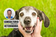 ¿Tu mascota está envejeciendo? Estos cuidados son esenciales