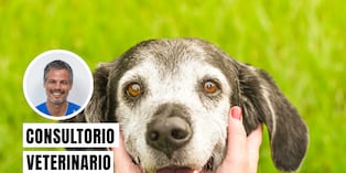 Un perro entra en su etapa senior o de vejez entre los 6 y 10 años. Foto. Istock