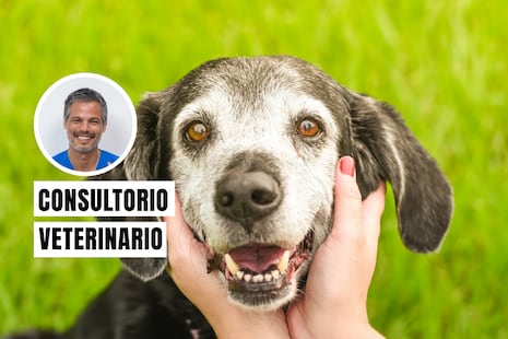 ¿Tu mascota está envejeciendo? Estos cuidados son esenciales