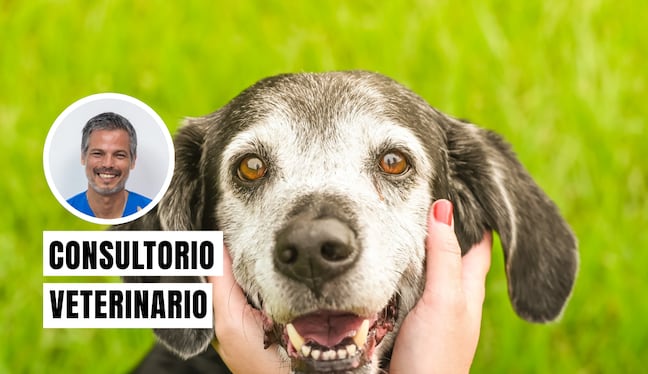 Un perro entra en su etapa senior o de vejez entre los 6 y 10 años. Foto. Istock