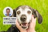 ¿Tu mascota está envejeciendo? Estos cuidados son esenciales