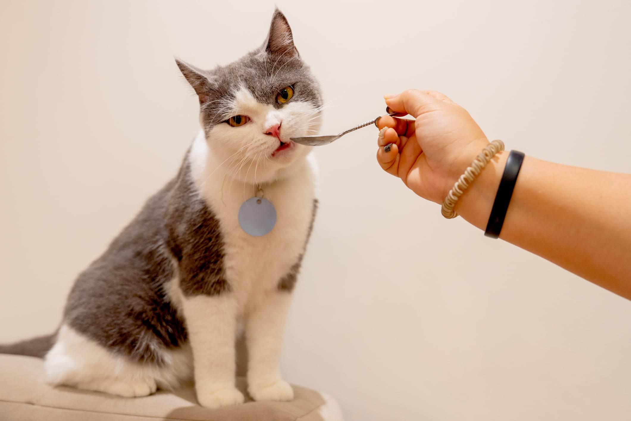 Presta atención si tu gato no quiere comer. Foto: Istock