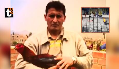 ¡Tragedia en Barranca! Gallo de pelea mata a hombre tras cortarlo con una de sus espuelas