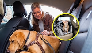 ¿Cuál es la forma correcta de llevar a tu mascota en el auto?