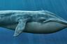 Mundo Escolar: La impresionante ballena azul
