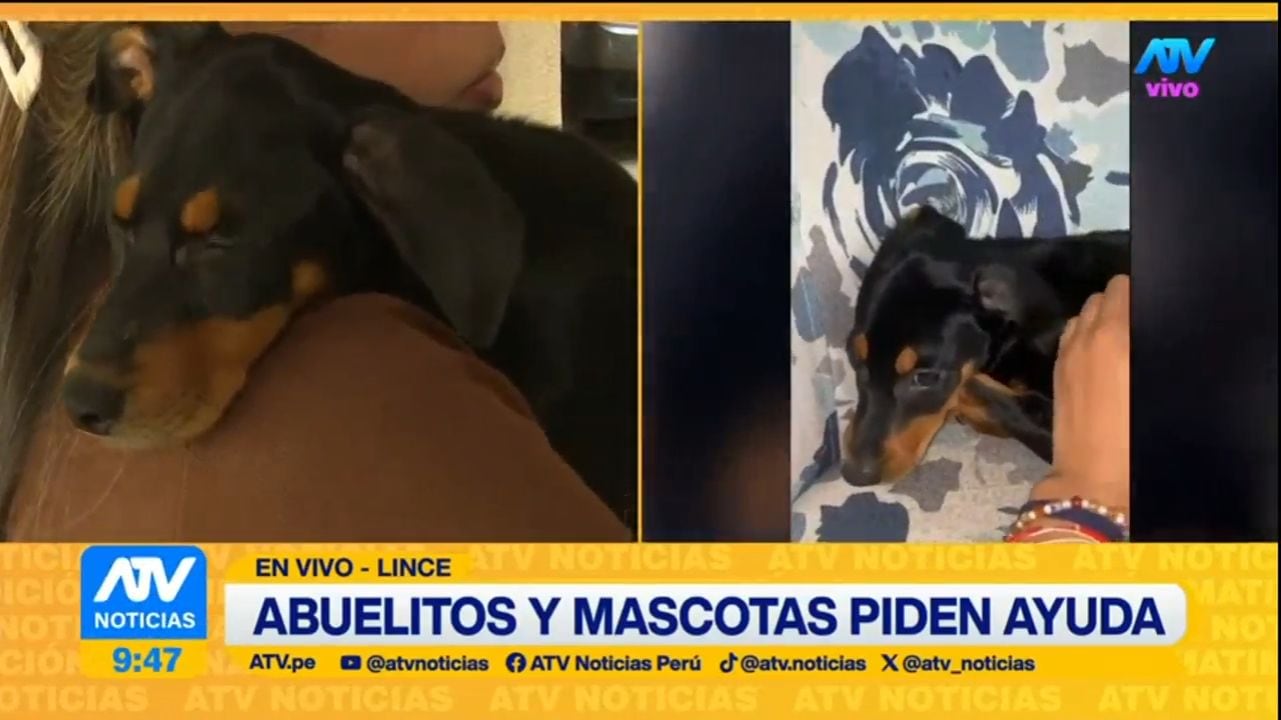 Cachorros fueron encontrados en malas condiciones