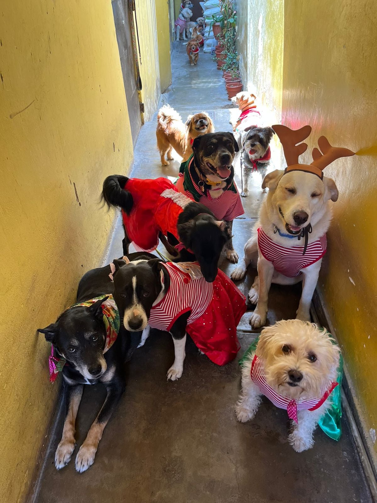 Del 6 al 9 de diciembre podrán asistir a esta actividad.