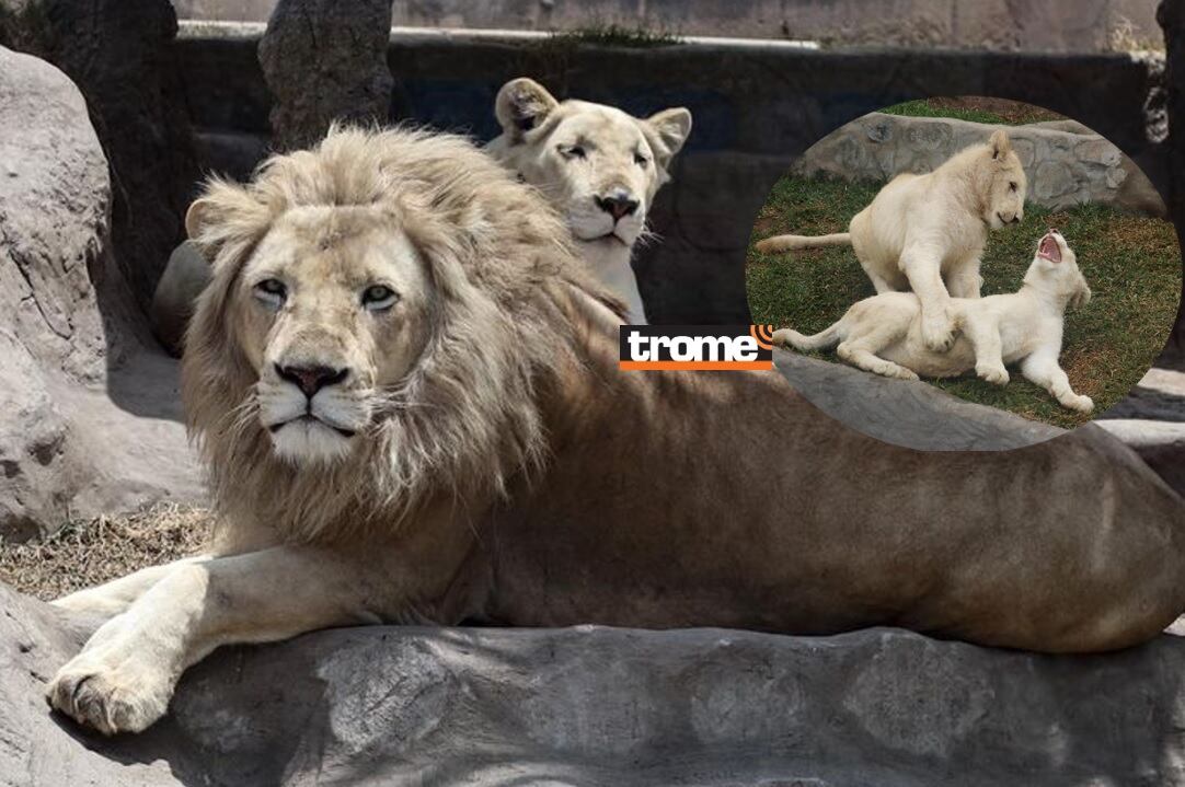 Son los reyes de la selva y es su día mundial. Visita a estos hermosos ejemplares en el zoológico de Huachipa. (Compos. Isabel Medina / Trome).