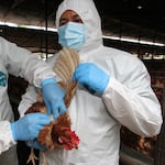 ¡Alerta por gripe aviar! Declaran emergencia sanitaria nacional por 90 días tras detectarse brote de influenza H5N1 en aves de corral