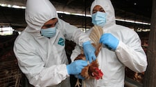 ¡Alerta por gripe aviar! Declaran emergencia sanitaria nacional por 90 días tras detectarse brote de influenza H5N1 en aves de corral