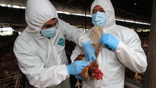 ¡Alerta por gripe aviar! Declaran emergencia sanitaria nacional por 90 días tras detectarse brote de influenza H5N1 en aves de corral