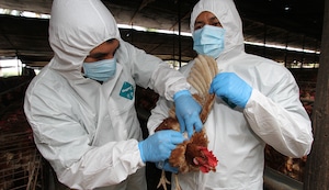 ¡Alerta por gripe aviar! Declaran emergencia sanitaria nacional por 90 días tras detectarse brote de influenza H5N1 en aves de corral