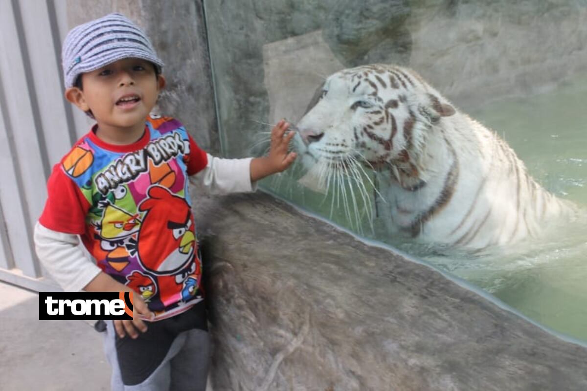 Civa, tigresa de bengala blanca, está en etapa de apareamiento. Foto: Violeta Ayasta