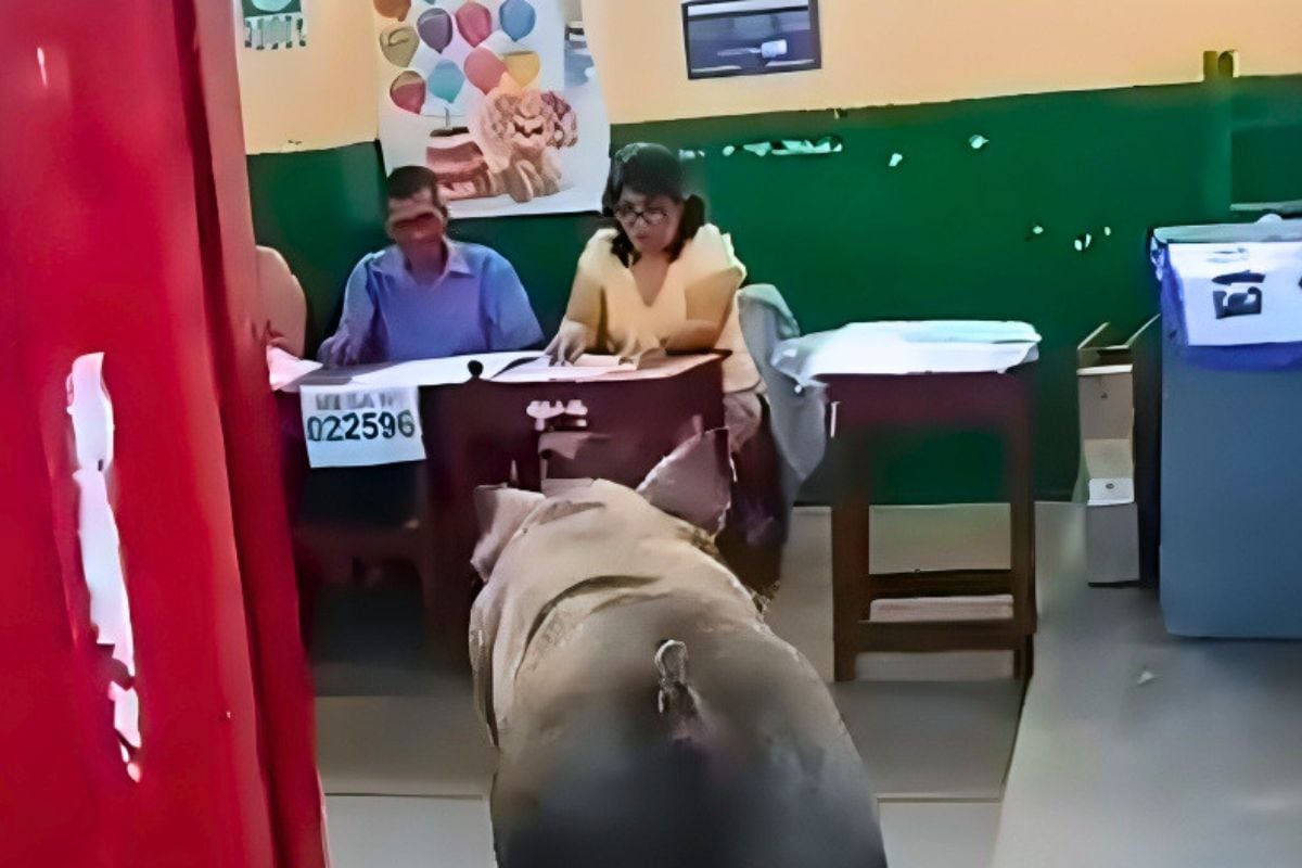 Cerdo causó impresión en electores y miembros de mesa (Foto: @elmercuriomanta)